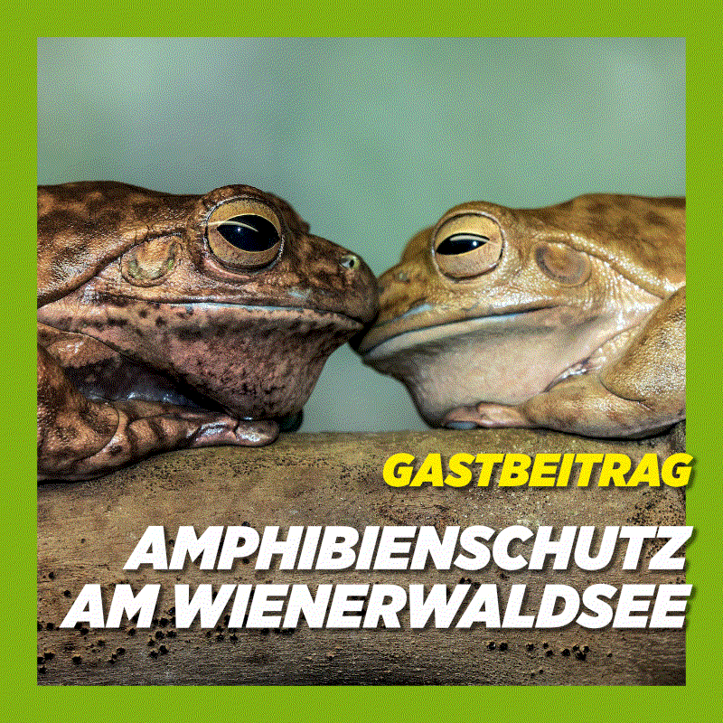 Gastbeitrag: Amphibienschutzzaun am Wienerwaldsee